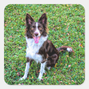 Border Collie p3 Quadratischer Aufkleber
