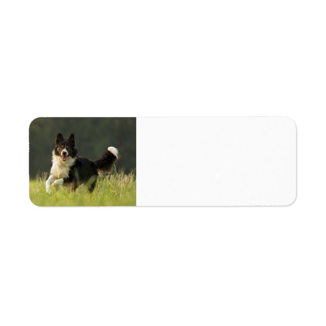 Border Collie p9 (Vorne)