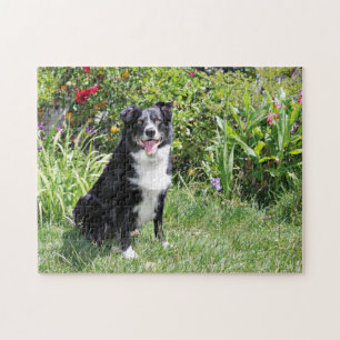 Border-Collie - Paddy - Pasten Puzzle
