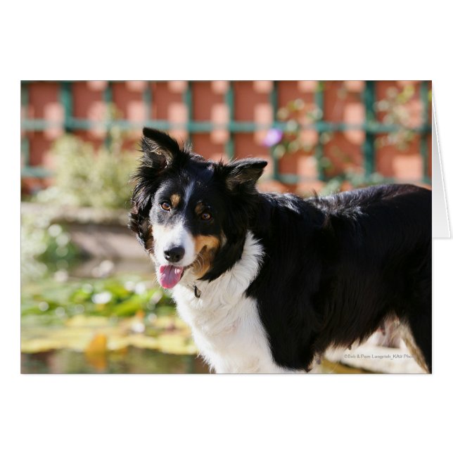 Border Collie Panting 1 (Vorderseite (Horizontal))