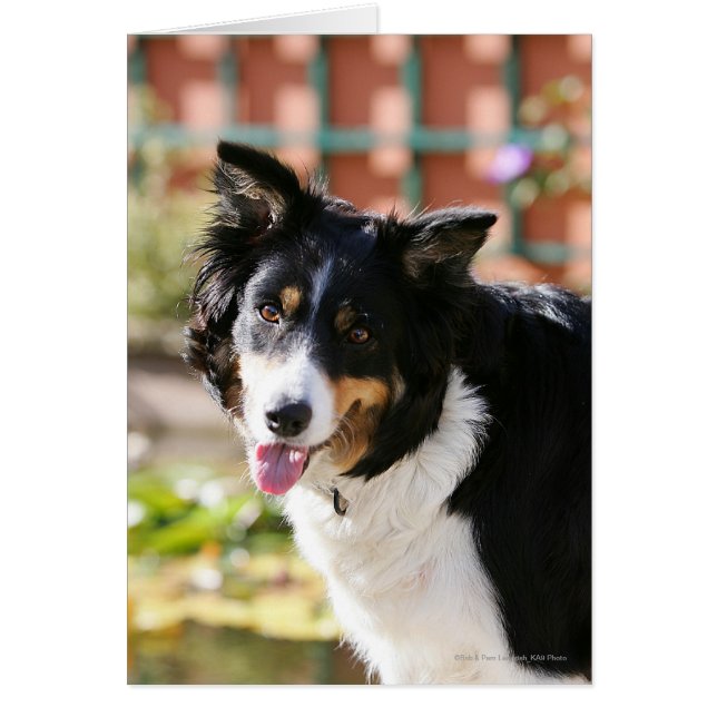 Border Collie Panting 1 (Vorne)