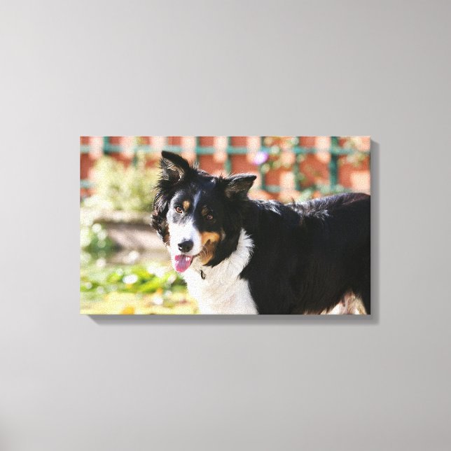 Border Collie Panting 1 Leinwanddruck (Vorderseite)