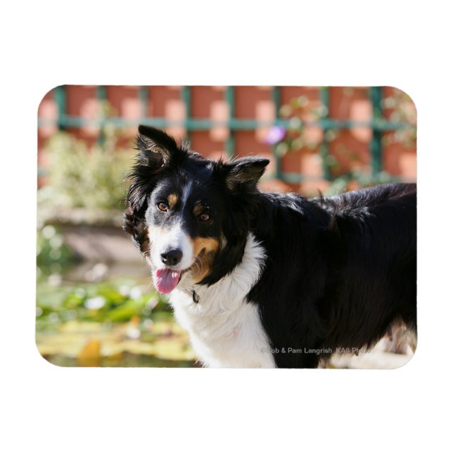 Border Collie Panting 1 Magnet (Horizontal)