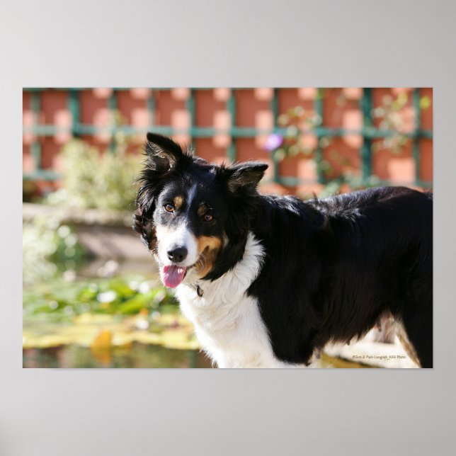 Border Collie Panting 1 Poster (Vorne)