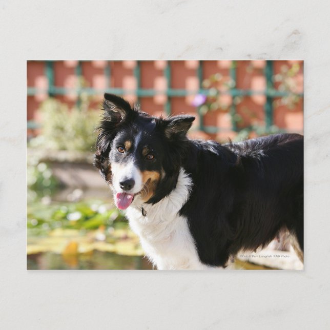 Border Collie Panting 1 Postkarte (Vorderseite)