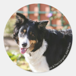 Border Collie Panting 1 Runder Aufkleber