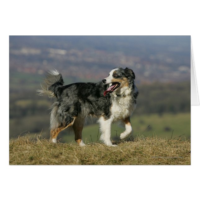 Border Collie Panting 2 (Vorderseite (Horizontal))