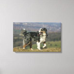 Border Collie Panting 2 Leinwanddruck