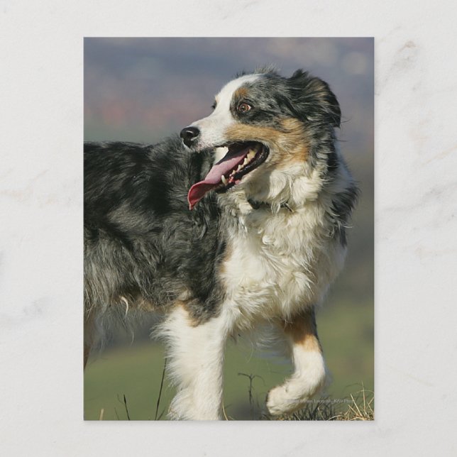 Border Collie Panting 2 Postkarte (Vorderseite)