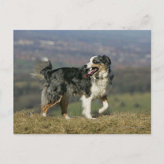 Border Collie Panting 2 Postkarte (Vorderseite)