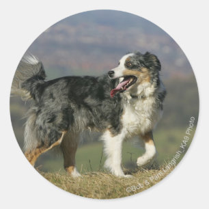 Border Collie Panting 2 Runder Aufkleber