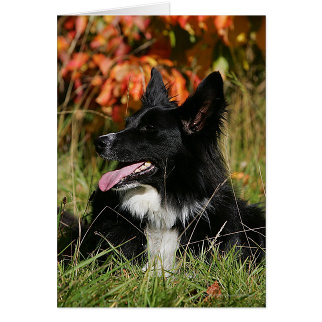 Border Collie Panting Down (Vorne)