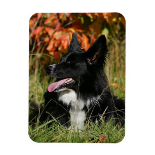 Border Collie Panting Down Magnet