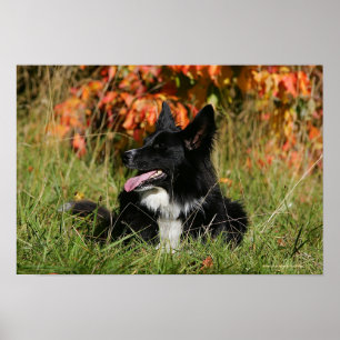 Border Collie Panting Down Poster