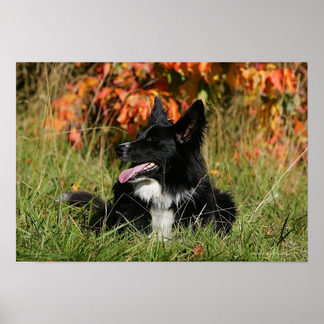 Border Collie Panting Down Poster (Vorne)