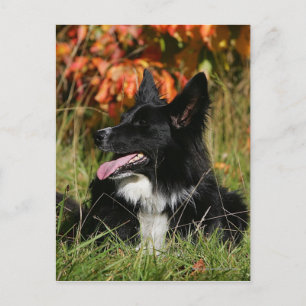 Border Collie Panting Down Postkarte