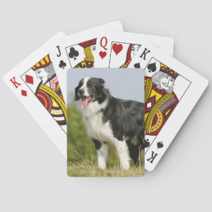 Border Collie Panting Standing Spielkarten