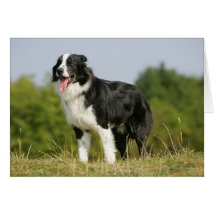 Border Collie Panting Stehend