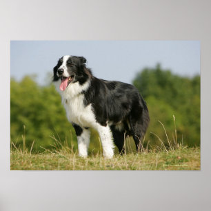 Border Collie Panting Stehend Poster