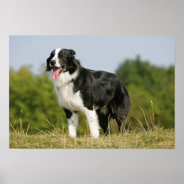 Border Collie Panting Stehend Poster (Vorne)