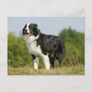 Border Collie Panting Stehend Postkarte