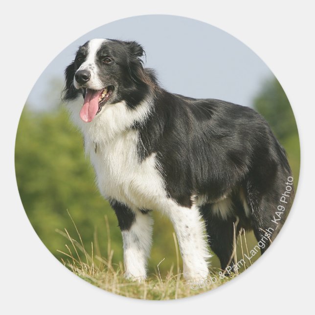 Border Collie Panting Stehend Runder Aufkleber (Vorderseite)