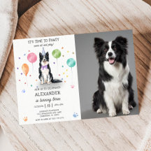 Border Collie Pawty Doppy Welpe Birthday Blue Foto