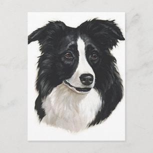 Border Collie Portrait Postkarte