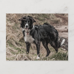 Border Collie Postcard Postkarte