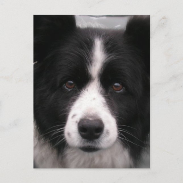 Border Collie Postcard Postkarte (Vorderseite)