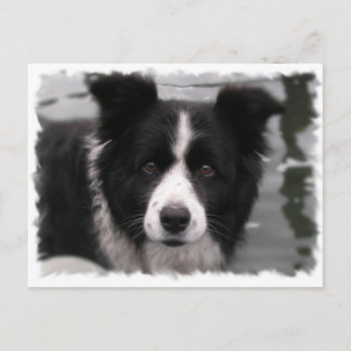 Border Collie Postcard Postkarte
