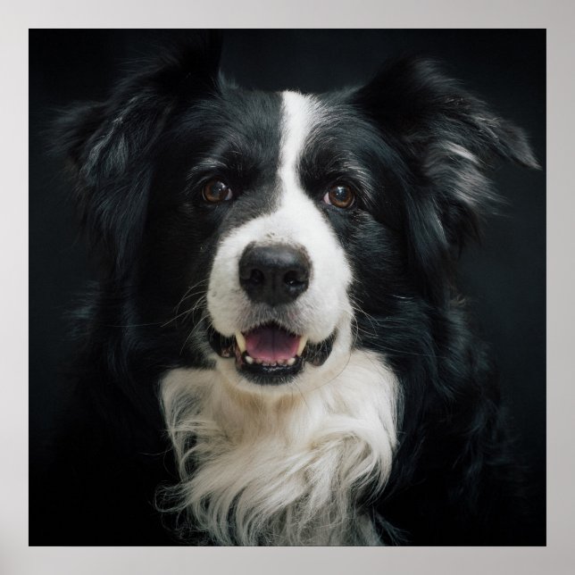 Border Collie Poster (Vorne)