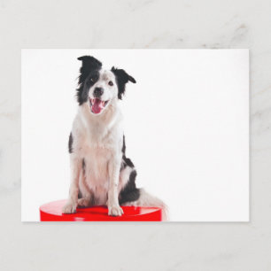 Border-Collie Postkarte