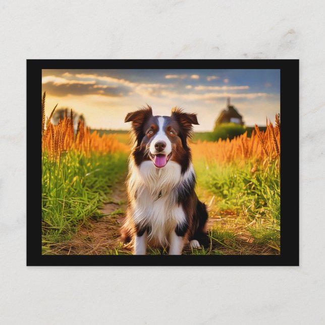 Border Collie  Postkarte (Vorderseite)