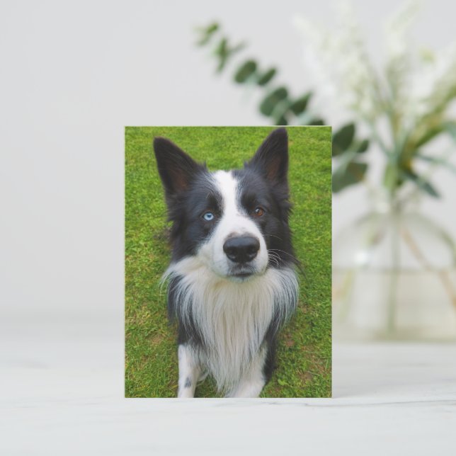 Border Collie Postkarte (Stehend Vorderseite)