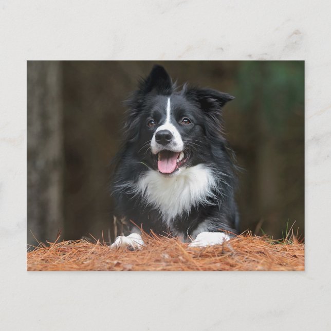 Border Collie Postkarte (Vorderseite)
