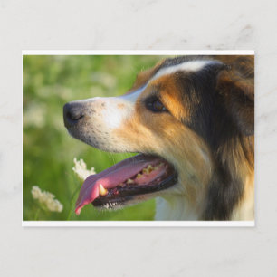 Border Collie Postkarte
