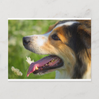 Border Collie Postkarte
