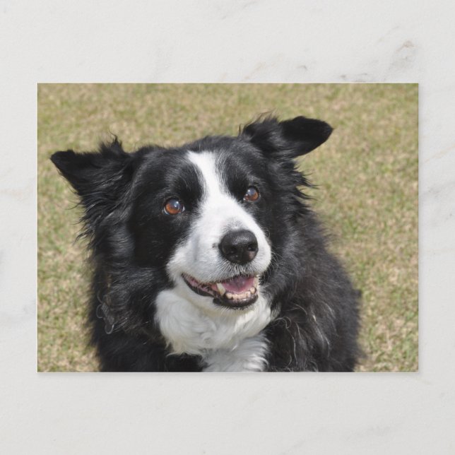 Border Collie Postkarte (Vorderseite)
