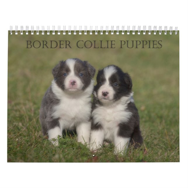 Border Collie Puppies Mauerkalender Kalender (Titelbild)
