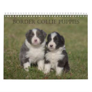 Border Collie Puppies Mauerkalender Kalender