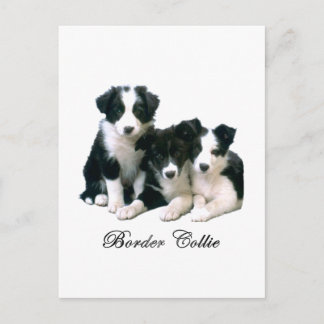 Border Collie Puppies Postkarte
