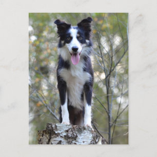 Border Collie Puppy Dog - Blank, Hello, Love Postkarte