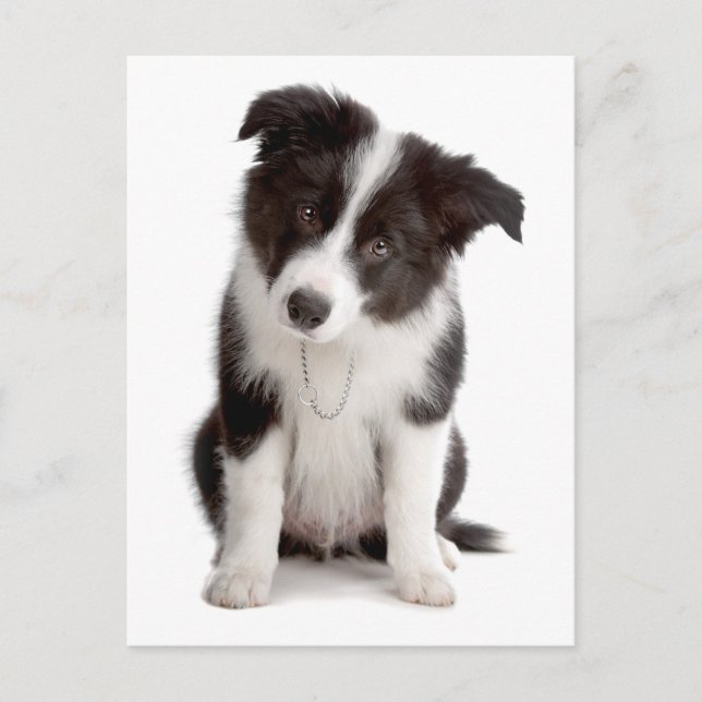 Border Collie Puppy Dog - Leere, Hallo, Liebe Postkarte (Vorderseite)