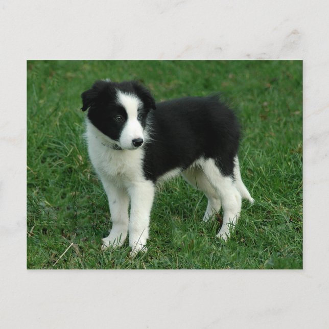 Border Collie Puppy Dog - Leere, Hallo, Liebe Postkarte (Vorderseite)