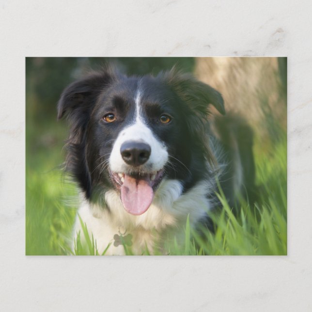 Border Collie Puppy Dog - Leere Postkarte (Vorderseite)