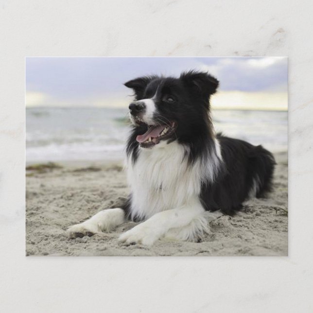 Border Collie Puppy Dog - Vermisst You, Hello Postkarte (Vorderseite)
