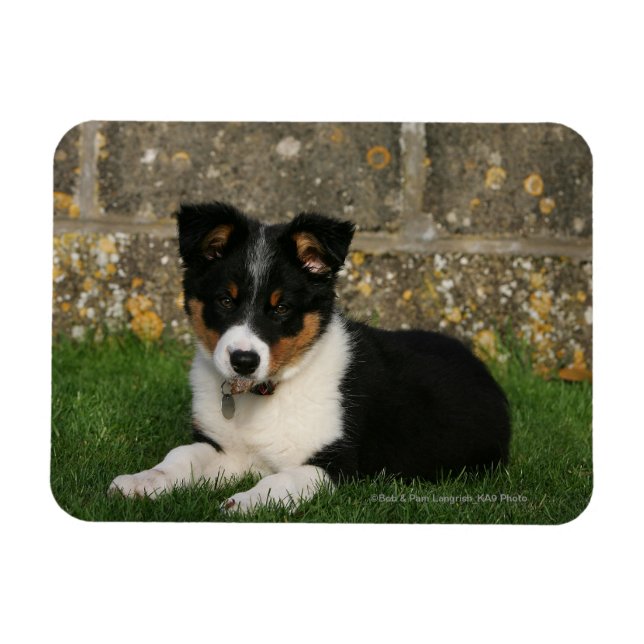 Border Collie Puppy mit Leaf im Mund Magnet (Horizontal)