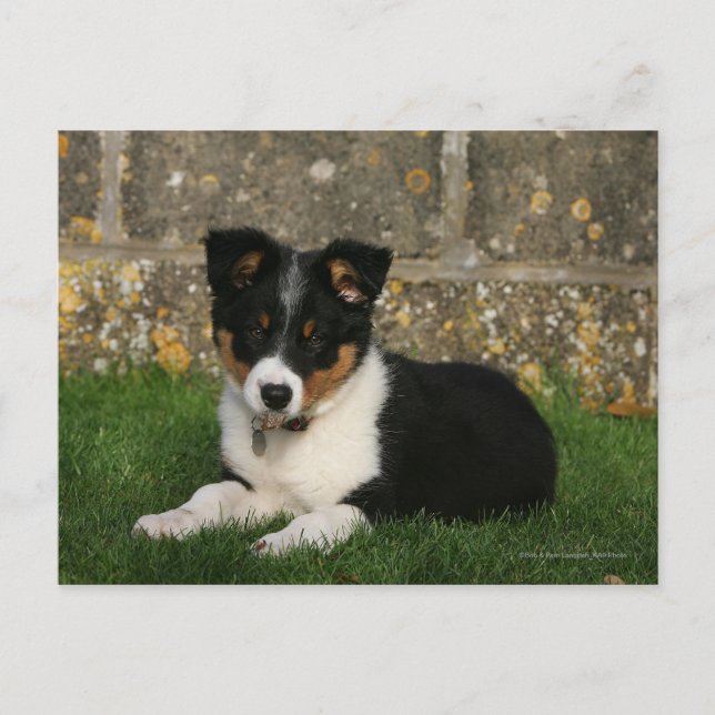 Border Collie Puppy mit Leaf im Mund Postkarte (Vorderseite)