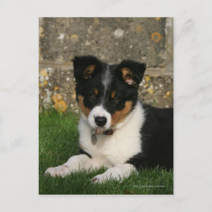 Border Collie Puppy mit Leaf im Mund Postkarte
